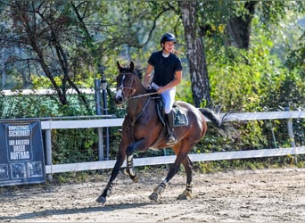 Baden Wuerttemberg, Mare, 11 years, 16,1 hh, Bay-Dark