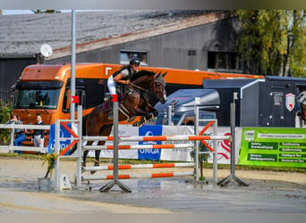 Baden Wuerttemberg, Mare, 11 years, 16,1 hh, Bay-Dark