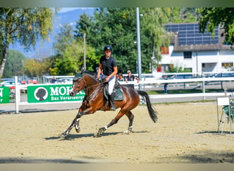 Baden Wuerttemberg, Mare, 11 years, 16,1 hh, Bay-Dark