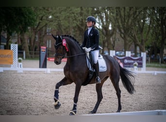 Baden Wuerttemberg, Mare, 11 years, 16.1 hh, Brown