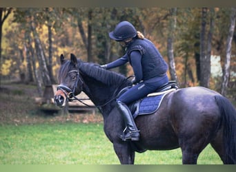 Baden Wuerttemberg, Mare, 11 years, 16.1 hh, Brown