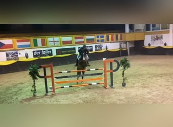 Baden Wuerttemberg, Mare, 11 years, 16.2 hh, Brown