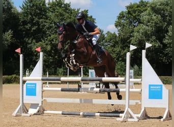 Baden Wuerttemberg, Mare, 11 years, 16.3 hh, Brown