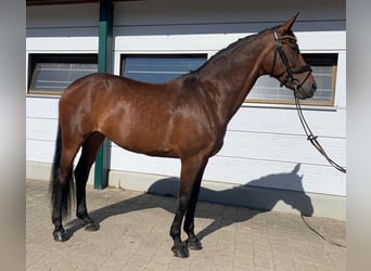 Baden Wuerttemberg, Mare, 11 years, 16 hh, Brown