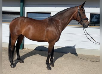 Baden Wuerttemberg, Mare, 11 years, 16 hh, Brown