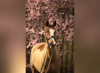 Baden Wuerttemberg, Mare, 12 years, 16.2 hh, Chestnut-Red