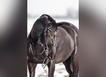 Baden Wuerttemberg, Mare, 12 years, 17 hh, Black