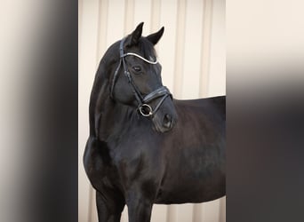 Baden Wuerttemberg, Mare, 12 years, 17 hh, Black