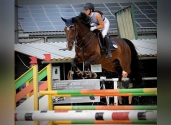 Baden Wuerttemberg, Mare, 12 years, 17,2 hh, Brown
