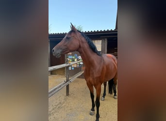 Baden Wuerttemberg, Mare, 13 years, 15.2 hh, Brown