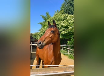 Baden Wuerttemberg, Mare, 13 years, 15.2 hh, Brown