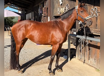 Baden Wuerttemberg, Mare, 13 years, 15.2 hh, Brown