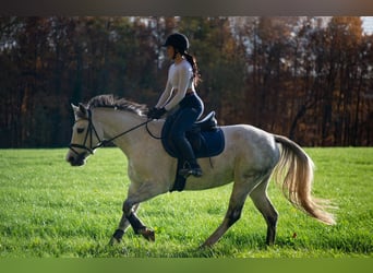 Baden Wuerttemberg, Mare, 13 years, 15,2 hh, Gray