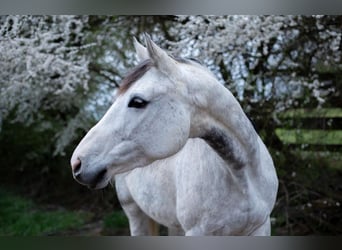 Baden Wuerttemberg, Mare, 13 years, 15.2 hh, Gray