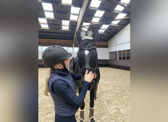 Baden Wuerttemberg, Mare, 13 years, 16.2 hh, Black
