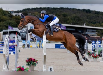Baden Wuerttemberg, Mare, 13 years, 16.2 hh, Brown