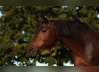 Baden Wuerttemberg, Mare, 13 years, 16.2 hh