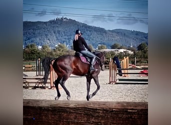 Baden Wuerttemberg, Mare, 13 years, 16,1 hh, Bay-Dark