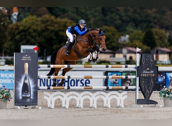 Baden Wuerttemberg, Mare, 13 years, 16,2 hh, Brown