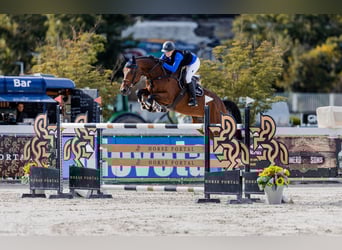 Baden Wuerttemberg, Mare, 13 years, 16,2 hh, Brown