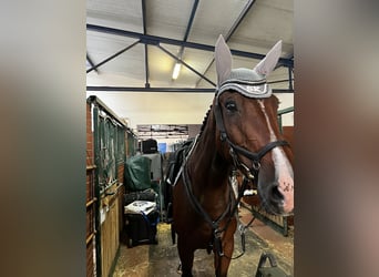 Baden Wuerttemberg, Mare, 13 years, 16,3 hh, Brown