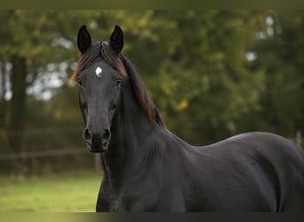 Baden Wuerttemberg, Mare, 14 years, 16.2 hh, Black