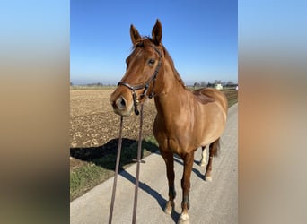 Baden Wuerttemberg, Mare, 14 years, 16.2 hh, Chestnut-Red