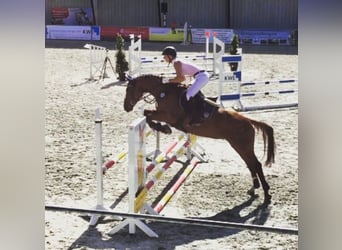 Baden Wuerttemberg, Mare, 14 years, 16,2 hh, Chestnut-Red