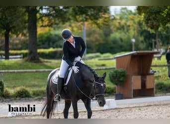 Baden Wuerttemberg, Mare, 14 years, 16 hh, Bay-Dark