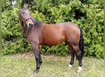 Baden Wuerttemberg, Mare, 14 years, 16 hh, Brown