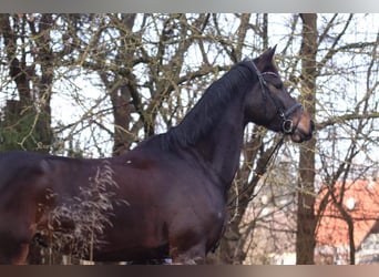 Baden Wuerttemberg, Mare, 14 years, 16,1 hh, Brown