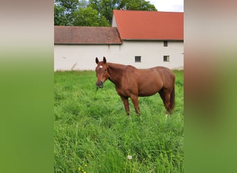 Baden Wuerttemberg, Mare, 14 years, 17 hh, Chestnut-Red