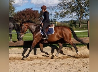 Baden Wuerttemberg, Mare, 15 years, 16.1 hh, Brown