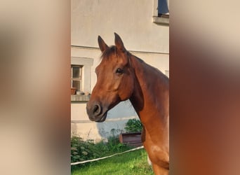 Baden Wuerttemberg, Mare, 16 years, 16 hh, Brown