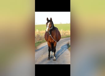 Baden Wuerttemberg, Mare, 16 years, 16 hh, Brown