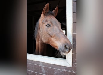 Baden Wuerttemberg, Mare, 16 years, 16,1 hh