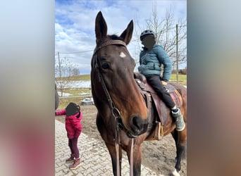 Baden Wuerttemberg, Mare, 16 years, 16,1 hh, Brown