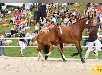 Baden Württemberger, Stute, 17 Jahre, 16,2 hh, Brauner