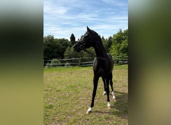 Baden Wuerttemberg, Mare, 17 years, 16 hh, Smoky-Black