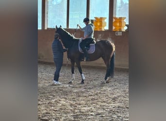 Baden Wuerttemberg, Mare, 17 years, 16,2 hh, Brown