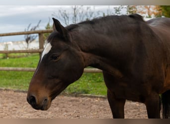 Baden Wuerttemberg, Mare, 18 years, 16 hh, Bay-Dark