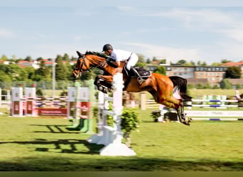 Baden Wuerttemberg, Mare, 19 years, 16 hh, Brown