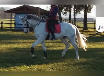Baden Wuerttemberg, Mare, 19 years, 16,1 hh, Grey