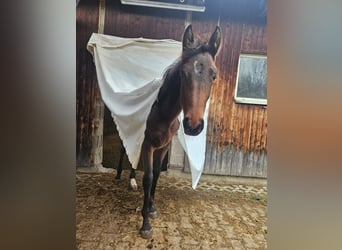 Baden Wuerttemberg, Mare, 1 year, Brown