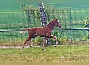 Baden Wuerttemberg, Mare, 1 year, Chestnut