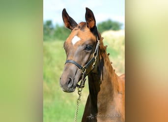 Baden Wuerttemberg, Mare, 1 year, Chestnut