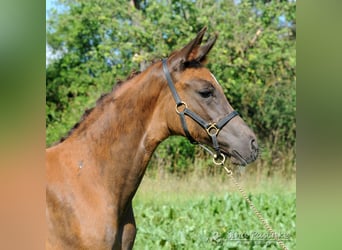 Baden Wuerttemberg, Mare, 1 year, Chestnut