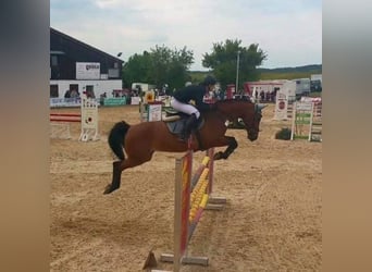 Baden Wuerttemberg, Mare, 20 years, 16.1 hh, Brown