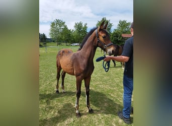 Baden Wuerttemberg, Mare, 25 years, 16,1 hh, Chestnut-Red