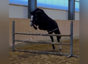 Baden Wuerttemberg, Mare, 3 years, 15 hh, Bay-Dark